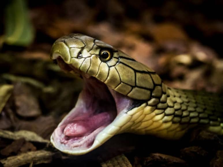     We are talking about the dragon, who often reach the residential areas to bake sunlight during the cold weather. Especially in Korba and adjoining districts, known as Serlokok, they have more presence.