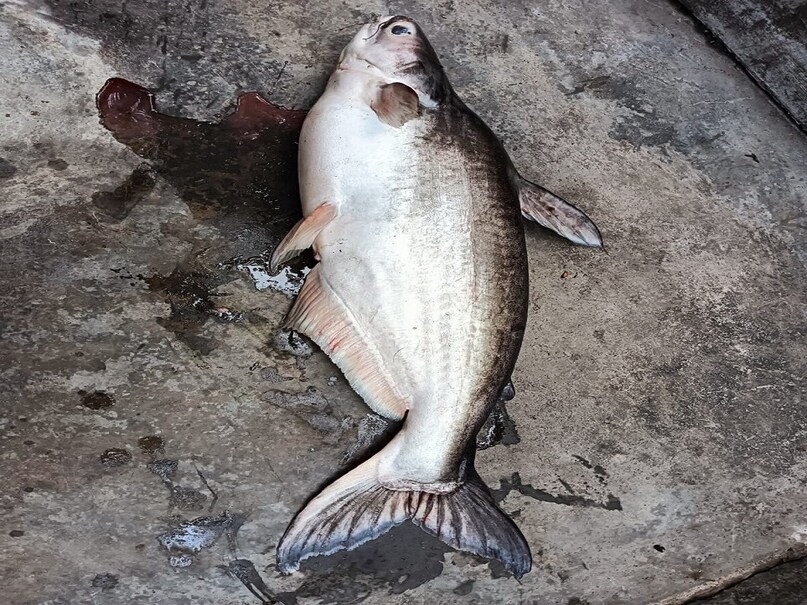 Fish Health Benefits: ನೀವು ಖರೀದಿ ಮಾಡದ ಈ ಮೀನು ಎಷ್ಟು ಪ್ರಯೋಜನಕಾರಿ ಗೊತ್ತಾ? These fish different part are good for health | ಲೈಫ್ ಸ್ಟೈಲ್ - News18 ಕನ್ನಡ