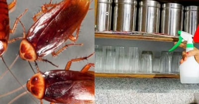 Cockroach Infestation? Easy Home Remedies for a Pest-Free Home!