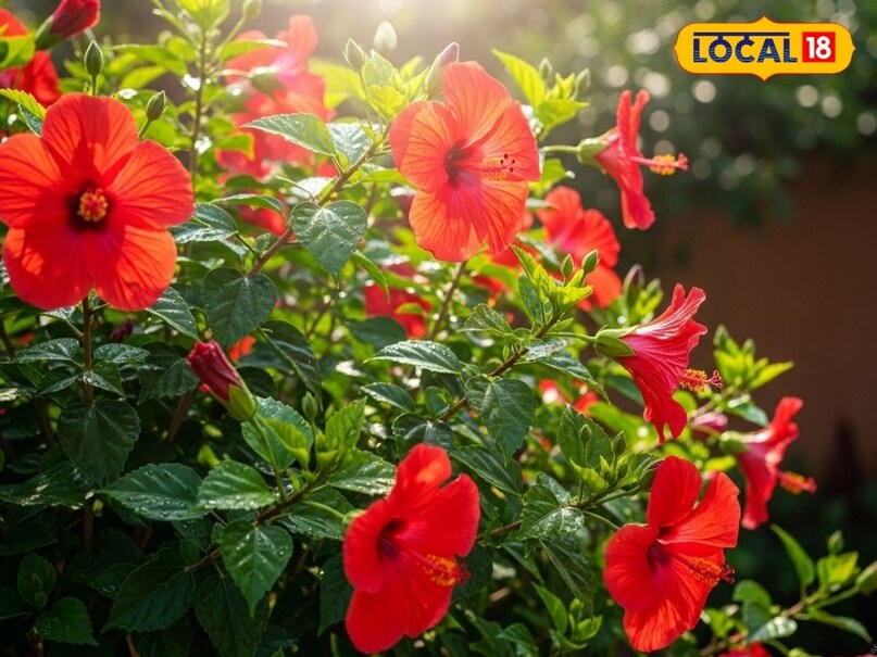 गुड़हल प्लांट केयर टिप्स