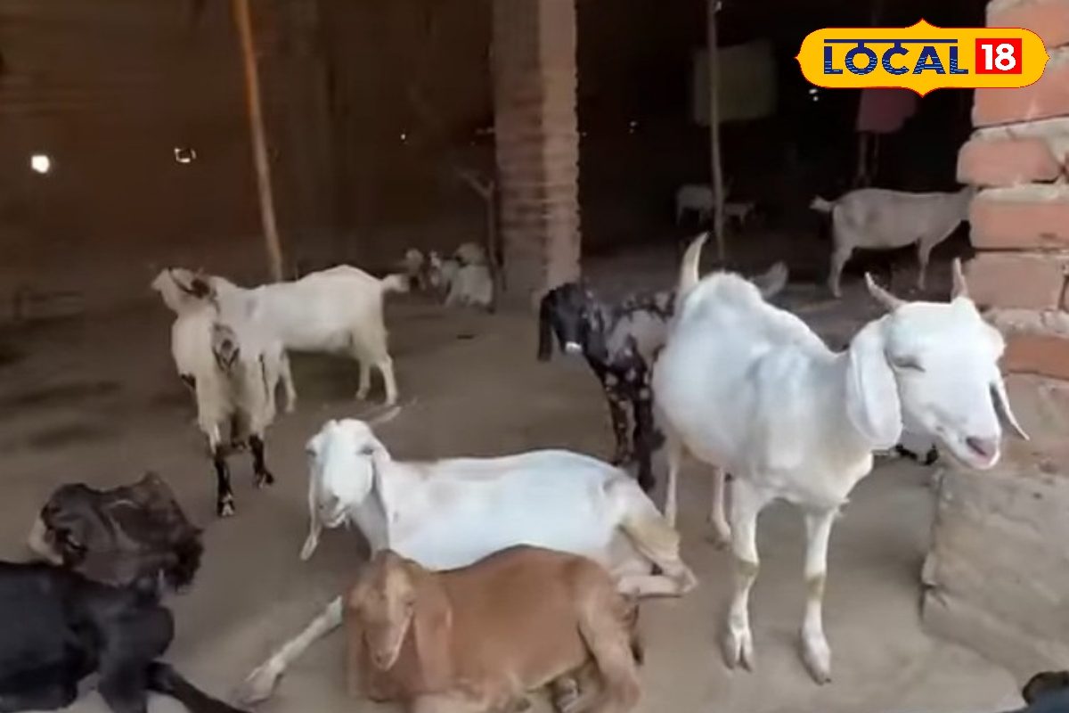 सिर्फ इन 4 बकरियों की नस्लों का करें पालन, सालाना होगी छप्परफाड़ कमाई