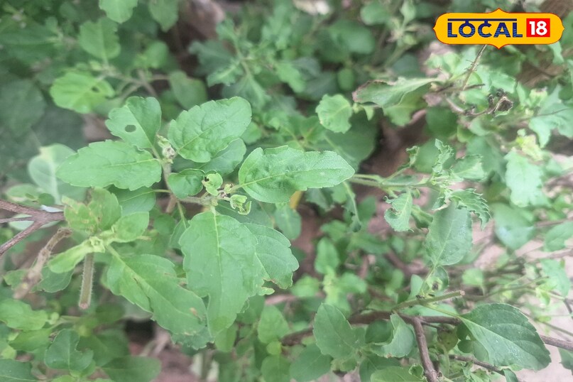 तुलसी तुलसी