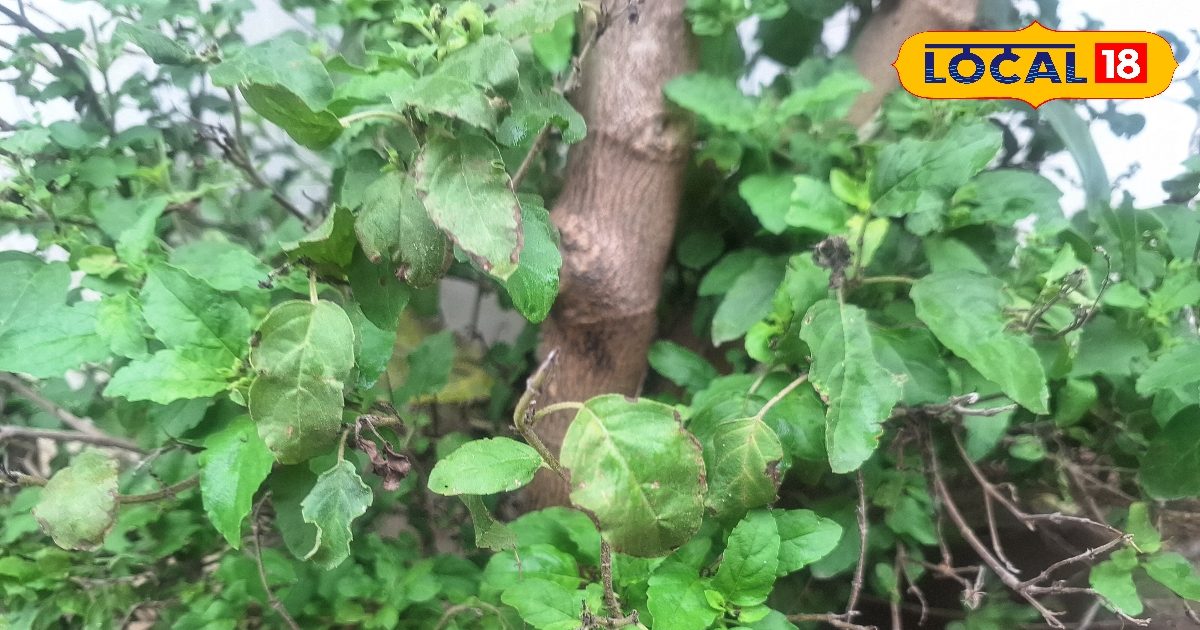 तुलसी का पौधा सूख रहा है या कीड़ों से परेशान? अपनाएं यह आसान घरेलू स्प्रे, पौधा हमेशा रहेगा हरा-भरा – Uttar Pradesh News