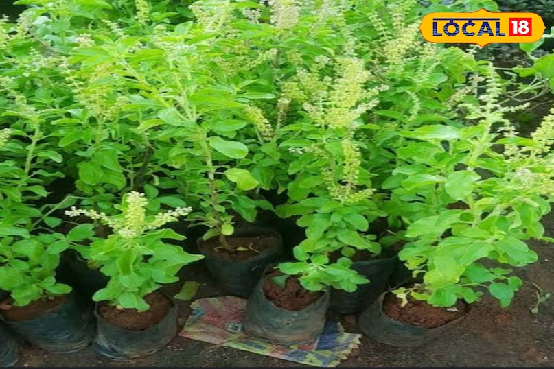 तुलसी तुलसी