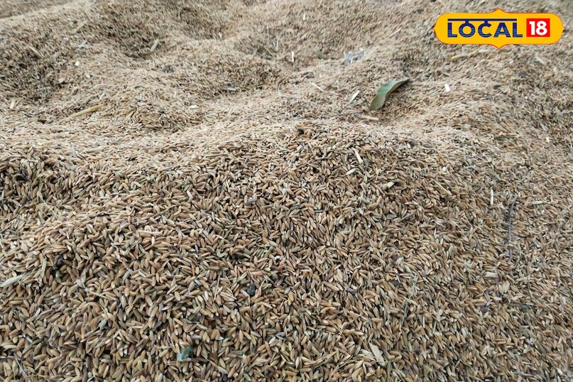 vermi compost vermi compost