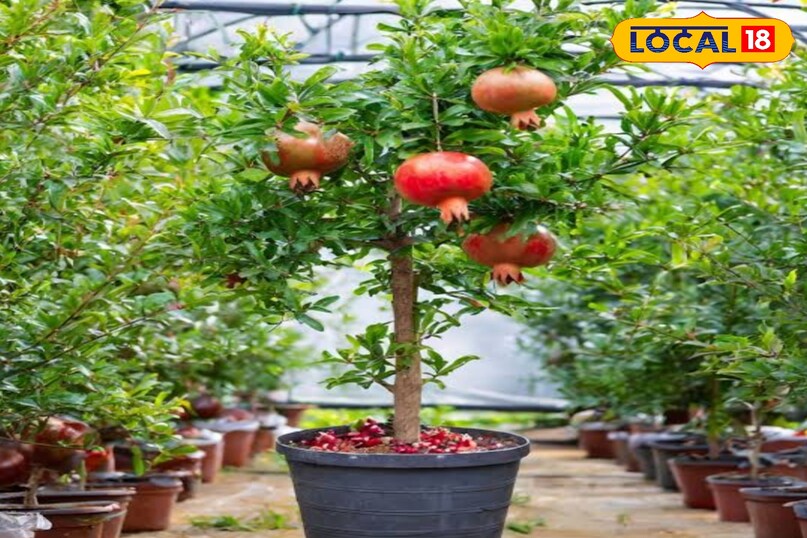 Gardening Tips Gardening Tips