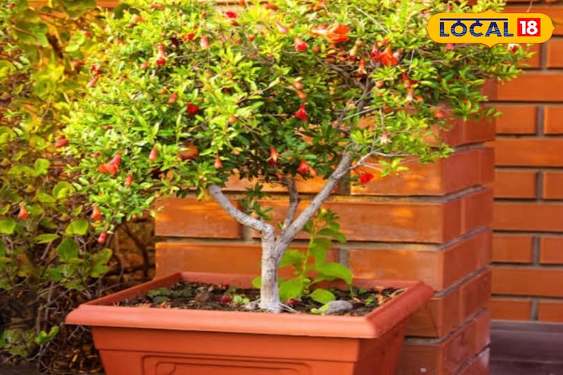 Gardening Tips Gardening Tips