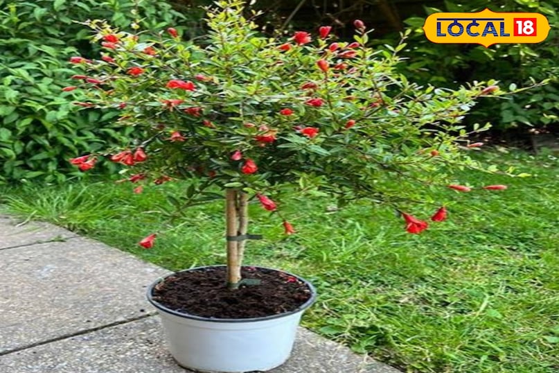 Gardening Tips Gardening Tips