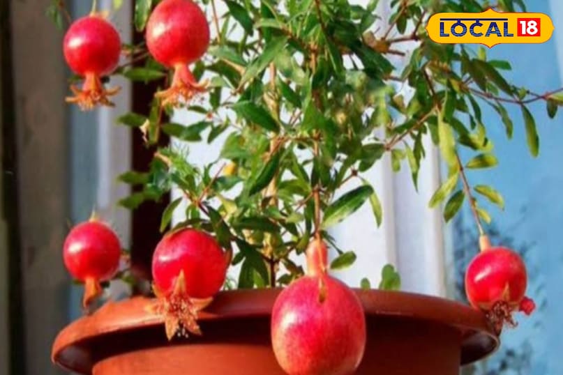 Gardening Tips Gardening Tips