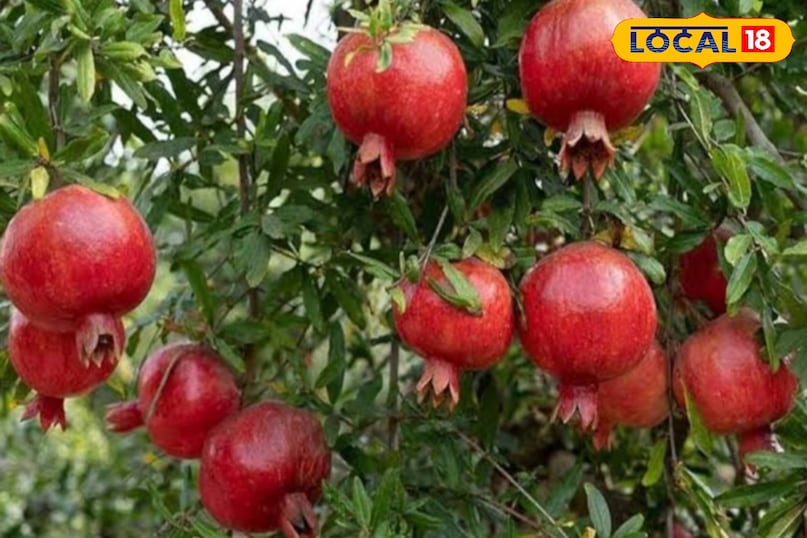 Gardening Tips Gardening Tips