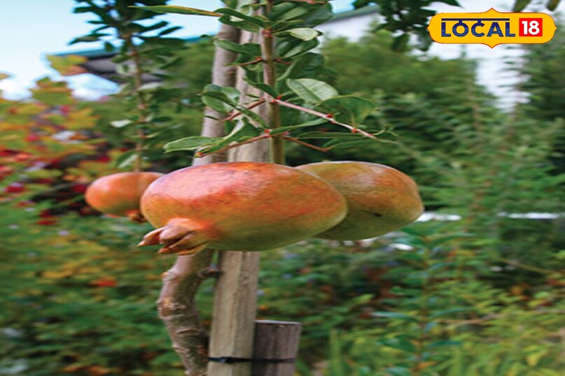 Gardening Tips Gardening Tips