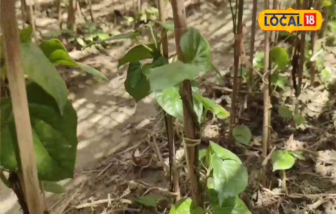 खास तरीके से होती है पान की खेती, 10 सालों तक होगा लाखों का मुनाफा