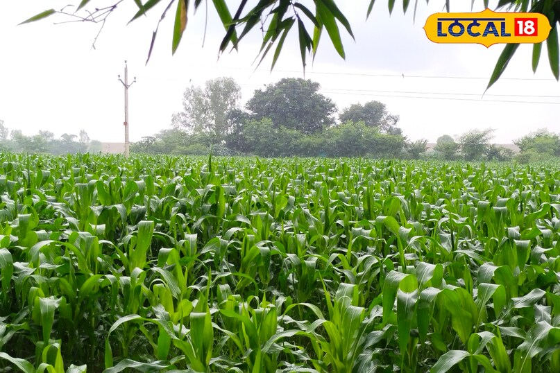 किसानों ने राहत ली