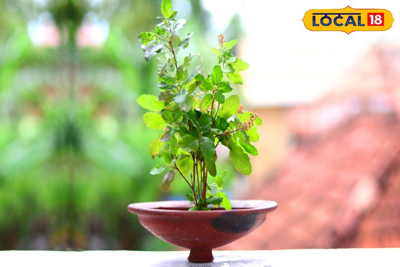 तुलसी तुलसी