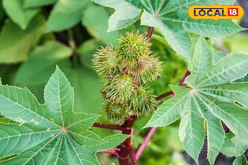 मेरठ, आयुर्वेद, अरंडी के पत्ते, दर्द, गठिया, समाधान, उपयोग, हल्दी, तेल, लोकल -18 ,Meerut, Ayurveda, castor leaves, pain, arthritis, solution, use, turmeric, oil, local-18 मेरठ, आयुर्वेद, अरंडी के पत्ते, दर्द, गठिया, समाधान, उपयोग, हल्दी, तेल, लोकल -18 ,Meerut, Ayurveda, castor leaves, pain, arthritis, solution, use, turmeric, oil, local-18