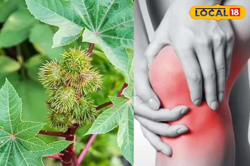 मेरठ, आयुर्वेद, अरंडी के पत्ते, दर्द, गठिया, समाधान, उपयोग, हल्दी, तेल, लोकल -18 ,Meerut, Ayurveda, castor leaves, pain, arthritis, solution, use, turmeric, oil, local-18 मेरठ, आयुर्वेद, अरंडी के पत्ते, दर्द, गठिया, समाधान, उपयोग, हल्दी, तेल, लोकल -18 ,Meerut, Ayurveda, castor leaves, pain, arthritis, solution, use, turmeric, oil, local-18