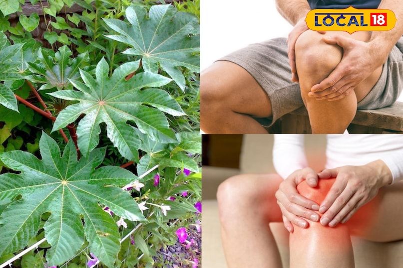 मेरठ, आयुर्वेद, अरंडी के पत्ते, दर्द, गठिया, समाधान, उपयोग, हल्दी, तेल, लोकल -18 ,Meerut, Ayurveda, castor leaves, pain, arthritis, solution, use, turmeric, oil, local-18 मेरठ, आयुर्वेद, अरंडी के पत्ते, दर्द, गठिया, समाधान, उपयोग, हल्दी, तेल, लोकल -18 ,Meerut, Ayurveda, castor leaves, pain, arthritis, solution, use, turmeric, oil, local-18