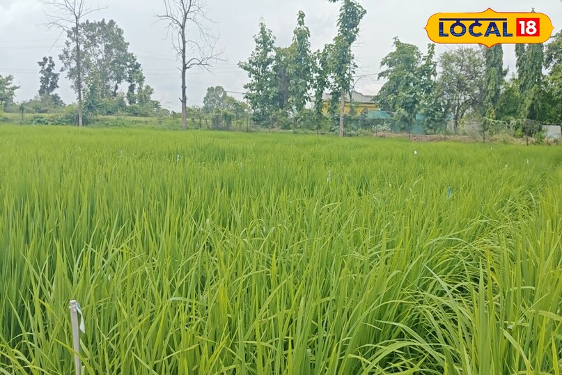 एक्सपर्ट्स का मानना है कि अगर किसान भाई अपने खेतों में इसका इस्तेमाल करते हैं, तो खेत में उत्पादन बेहतर होता है और किसानों की आय में भी इजाफा होता है.