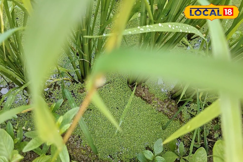 हम जिस पौधे का जिक्र कर रहे है, उसे अजोला कहते हैं. ये पौधे पानी की सतह पर तैरता है. और धीरे-धीरे सड़कर मिट्टी को नाइट्रोजन, कार्बन सहित कई पोषक तत्व भी देता है. धान के खेत में यह धान की जड़ों को प्राकृतिक पोषण देता है, जिससे फसल की वृद्धि तेज होती है.