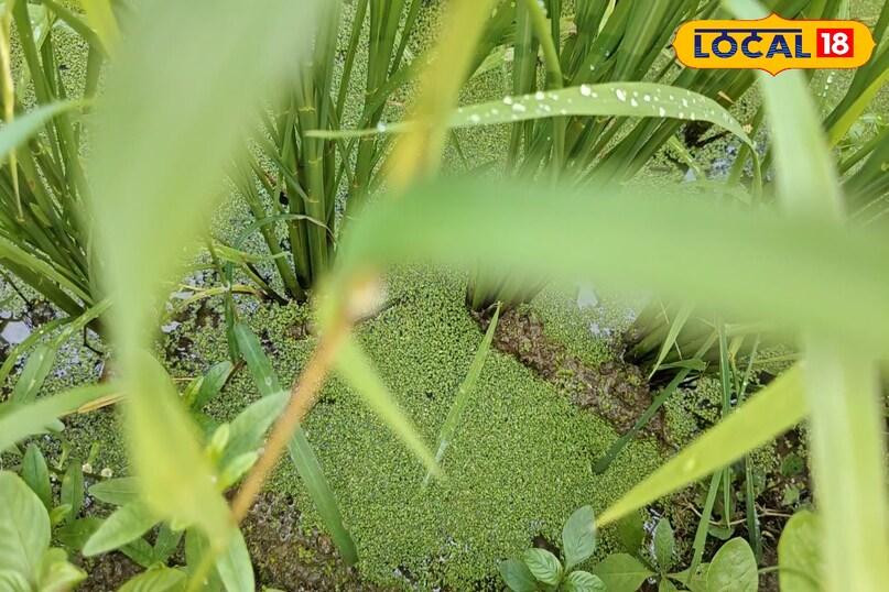 धान की रोपाई के 15-20 दिन बाद खेत में पानी भर दें. इसके बाद पानी में ताजा और हरा अजोला डाले. फिर खुद ही अजोला खेत में फैलता रहेग और मिट्टी को पोषक तत्व देगा.