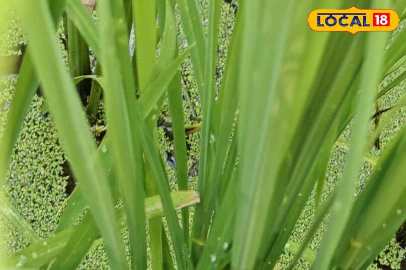 अजोला के इस्तेमाल से रासायनिक खाद से निर्भरता कम हो जाती है. इससे लागत में कमी आती है. वहीं, पौधों को पर्याप्त पोषण मिलने से उनकी वृद्धि अच्छी होती और उत्पादन अच्छा होता है. पर्यावरण के लिए भी अजोला फायदेमंद है. वहीं, कीट भी खेत से दूर रहते हैं.