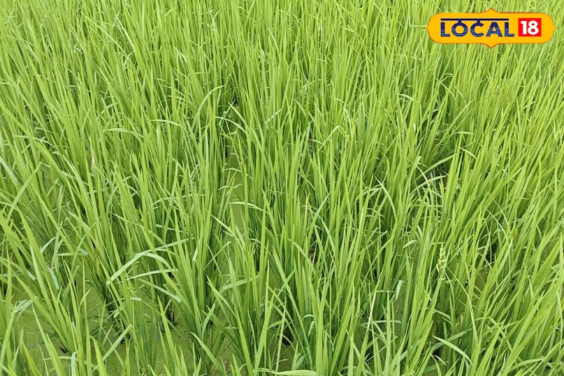 धान की फसल में पौधे डालने भर से न सिर्फ पैदावार में जोरदार उछाल आएगा बल्कि कीट-पतंग भी दूर हो जाएंगे. वहीं, एक्सपर्ट्स का मानना है कि उस पौधे को खेत में डालने से उर्वरता भी बनी रहेगी. वहीं, पर्यावरण को भी फायदा मिलेगा.