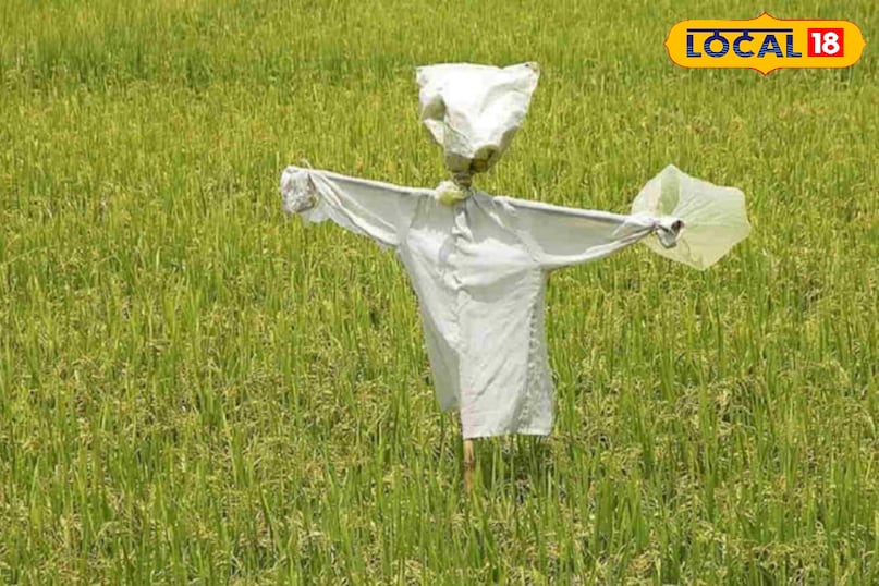 फाइल फाइल