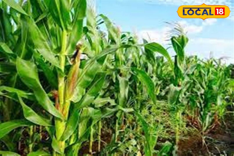 Wild boar crop protection, Farmers desi jugaad in crops, Protecting crops from animals, local18, khargone letest news, Madhya Pradesh hindi news 