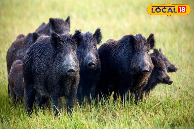 Wild boar crop protection, Farmers desi jugaad in crops, Protecting crops from animals, local18, khargone letest news, Madhya Pradesh hindi news 