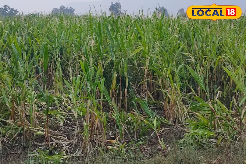 Wild boar crop protection, Farmers desi jugaad in crops, Protecting crops from animals, local18, khargone letest news, Madhya Pradesh hindi news