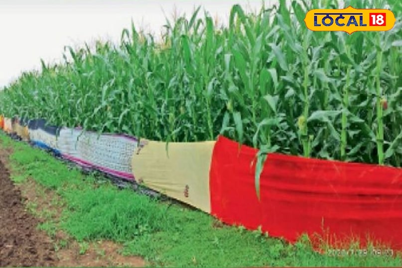 Wild boar crop protection, Farmers desi jugaad in crops, Protecting crops from animals, local18, khargone letest news, Madhya Pradesh hindi news 