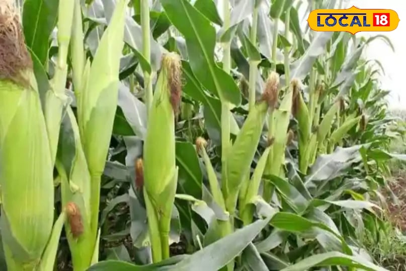 Wild boar crop protection, Farmers desi jugaad in crops, Protecting crops from animals, local18, khargone letest news, Madhya Pradesh hindi news 