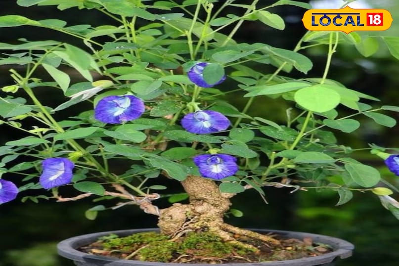 गार्डेनिंग टिप्स गार्डेनिंग टिप्स