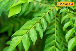 रोज सुबह चबाएं यह पत्ता, डायजेशन से लेकर दिल तक के लिए है फायदेमंद