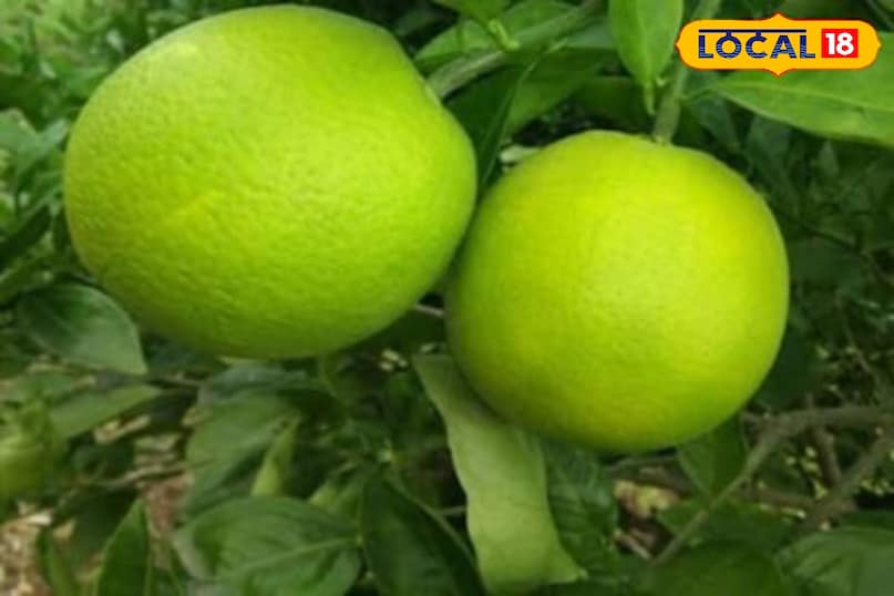 Moradabad news,hindi news,up news,local news, मुरादाबाद समाचार, हिंदी समाचार, यूपी समाचार, लोकल समाचार। Moradabad news,hindi news,up news,local news, मुरादाबाद समाचार, हिंदी समाचार, यूपी समाचार, लोकल समाचार।
