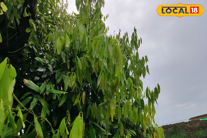 गमले से सीधे किचन तक ये 5 पौधे बनाएंगे खाना मजेदार जेब भी नहीं हल्की