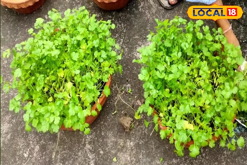 गमले से सीधे किचन तक ये 5 पौधे बनाएंगे खाना मजेदार जेब भी नहीं हल्की