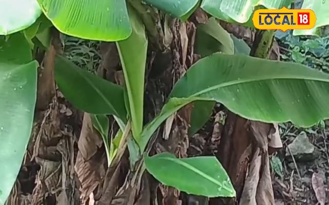 केले में कर दें ये काम, होगी बंपर पैदावार, वैज्ञानिकों ने बताया तरीका