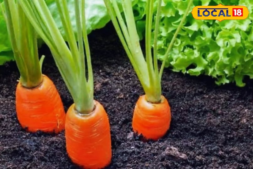 सतना सतना