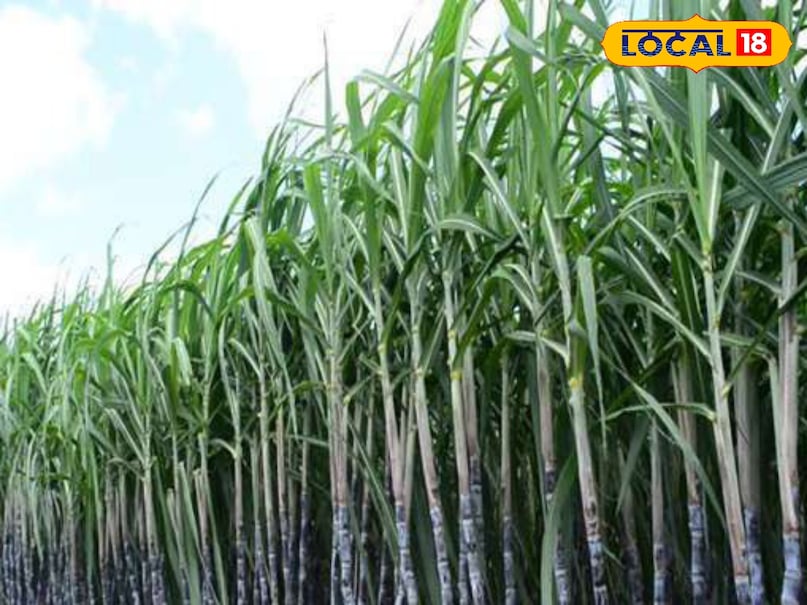 sugarcane crop care, sugarcane pest control, sugarcane care in september, sugarcane farming tips, sugarcane mealy bug pest control, insecticide for sugarcane, mealy bug in sugarcane, ganne ki kheti, agriculture news, farming tips, गन्ने की फसल देखभाल, गन्ना में पोरी बनना, गन्ने में कीट प्रकोप, गन्ने में कीटनाशक छिड़काव, कृषि समाचार, खेती की टिप्स,
