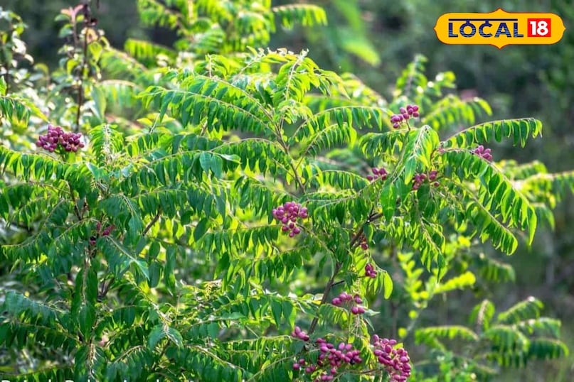 करी पत्ता खाओ रोज 12 पत्तियां, सफेद बाल होंगे काले और चेहरा मारेगा नैचुरल शाइन 