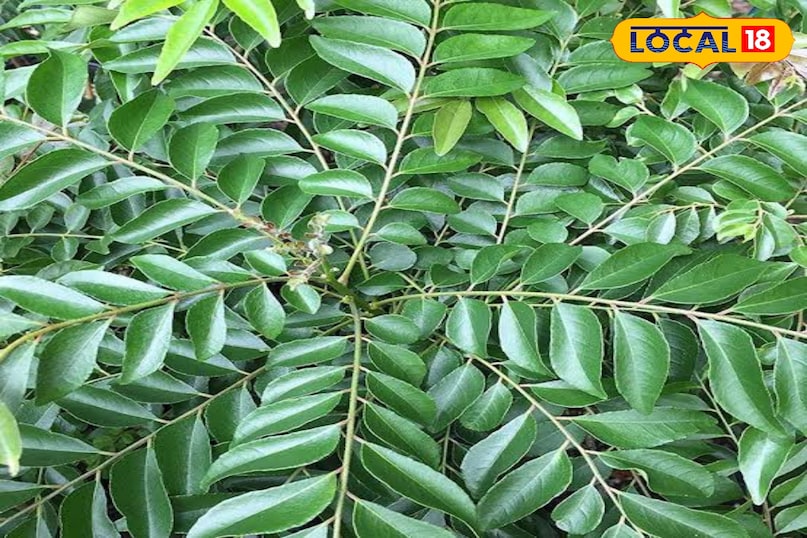 करी पत्ता खाओ रोज 12 पत्तियां, सफेद बाल होंगे काले और चेहरा मारेगा नैचुरल शाइन 