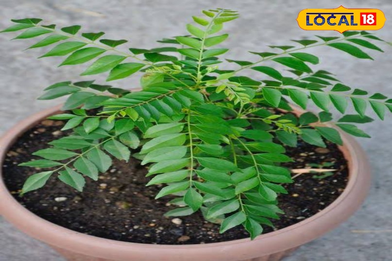 करी पत्ता खाओ रोज 12 पत्तियां, सफेद बाल होंगे काले और चेहरा मारेगा नैचुरल शाइन 