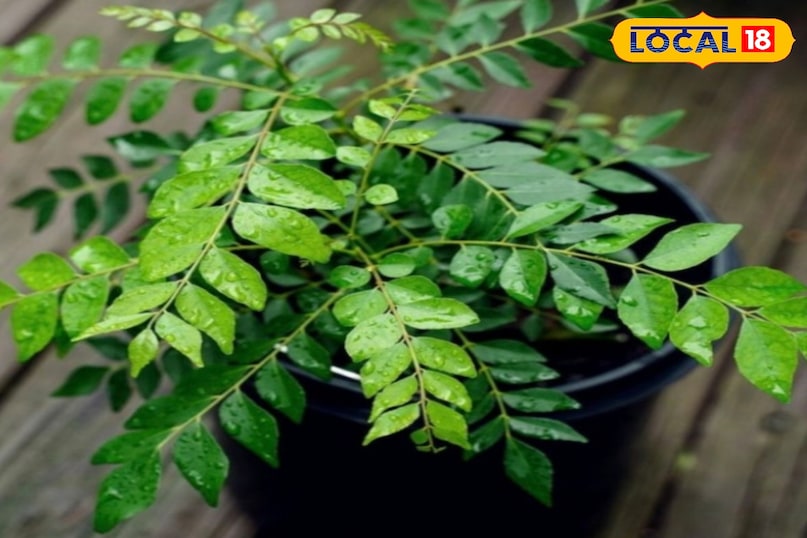 करी पत्ता खाओ रोज 12 पत्तियां, सफेद बाल होंगे काले और चेहरा मारेगा नैचुरल शाइन 