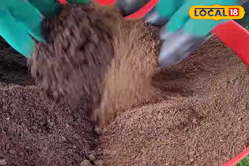 पालक की फसल कैसे लगाएं, पालक की ज्यादा उत्पादन देने वाली किस्म के नाम, पालक की फसल कब लगानी चाहिए, पालक की ज्यादा कटिंग देने वाली किस्म के नाम, लोकल 18, How to plant spinach crop, name of spinach variety giving more yield, when should spinach crop be planted, name of spinach variety giving more cuttings, Local 18