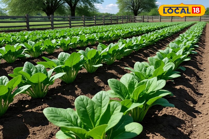 पालक की फसल कैसे लगाएं, पालक की ज्यादा उत्पादन देने वाली किस्म के नाम, पालक की फसल कब लगानी चाहिए, पालक की ज्यादा कटिंग देने वाली किस्म के नाम, लोकल 18, How to plant spinach crop, name of spinach variety giving more yield, when should spinach crop be planted, name of spinach variety giving more cuttings, Local 18