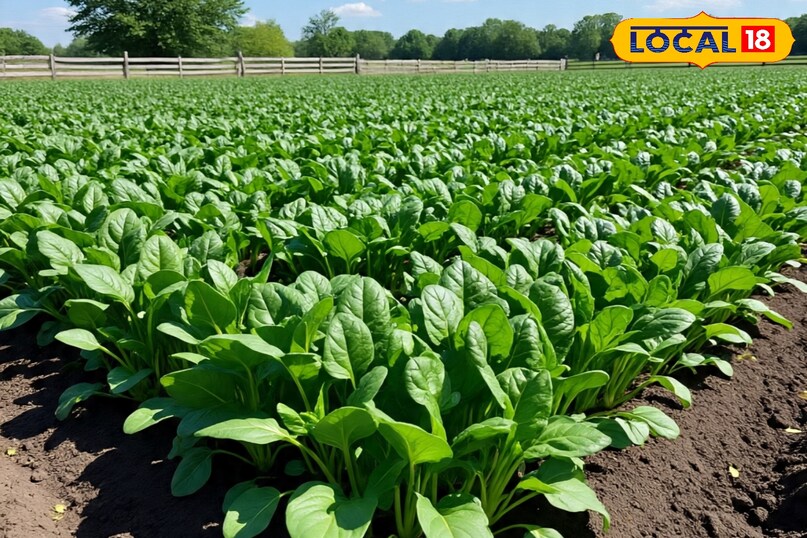 पालक की फसल कैसे लगाएं, पालक की ज्यादा उत्पादन देने वाली किस्म के नाम, पालक की फसल कब लगानी चाहिए, पालक की ज्यादा कटिंग देने वाली किस्म के नाम, लोकल 18, How to plant spinach crop, name of spinach variety giving more yield, when should spinach crop be planted, name of spinach variety giving more cuttings, Local 18