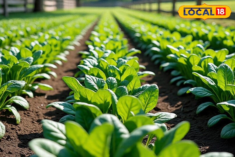 पालक की फसल कैसे लगाएं, पालक की ज्यादा उत्पादन देने वाली किस्म के नाम, पालक की फसल कब लगानी चाहिए, पालक की ज्यादा कटिंग देने वाली किस्म के नाम, लोकल 18, How to plant spinach crop, name of spinach variety giving more yield, when should spinach crop be planted, name of spinach variety giving more cuttings, Local 18