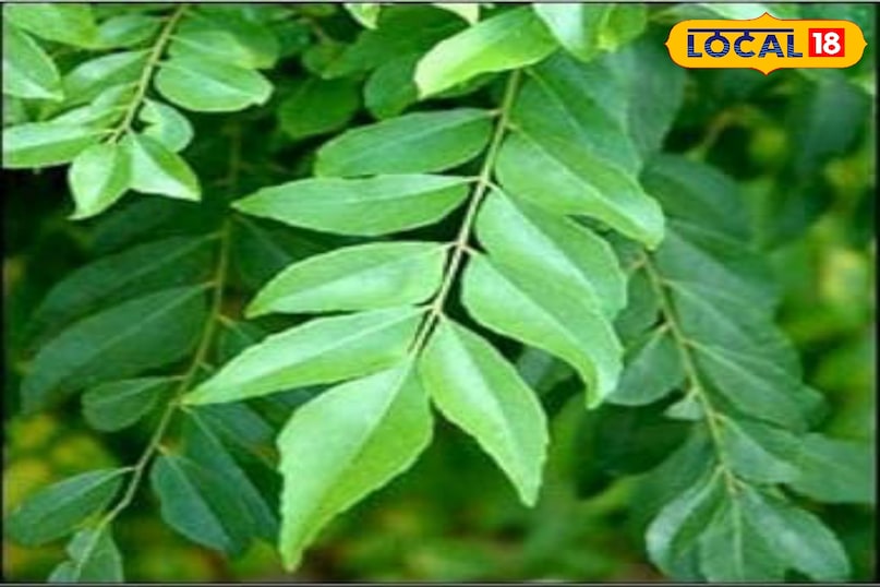 In the rural areas of Chitrakoot, a simple plant curry leaf, which is also known as sweet neem, is no less than a treasure for health and beauty. In Ayurveda, it is also considered equal to nectar. In the rural areas of Chitrakoot, a simple plant curry leaf, which is also known as sweet neem, is no less than a treasure for health and beauty. In Ayurveda, it is also considered equal to nectar.