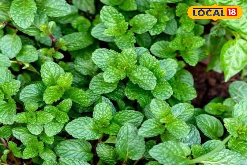 पिपरमेंट छछूंदर व चूहों को भगाने के लिए आप 